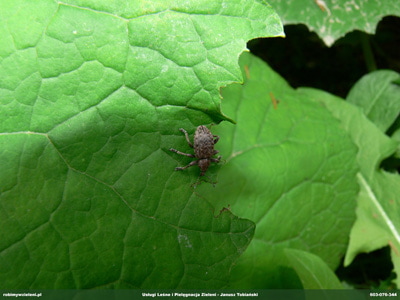 OPUCHLAK DONUS OXALIDIS 